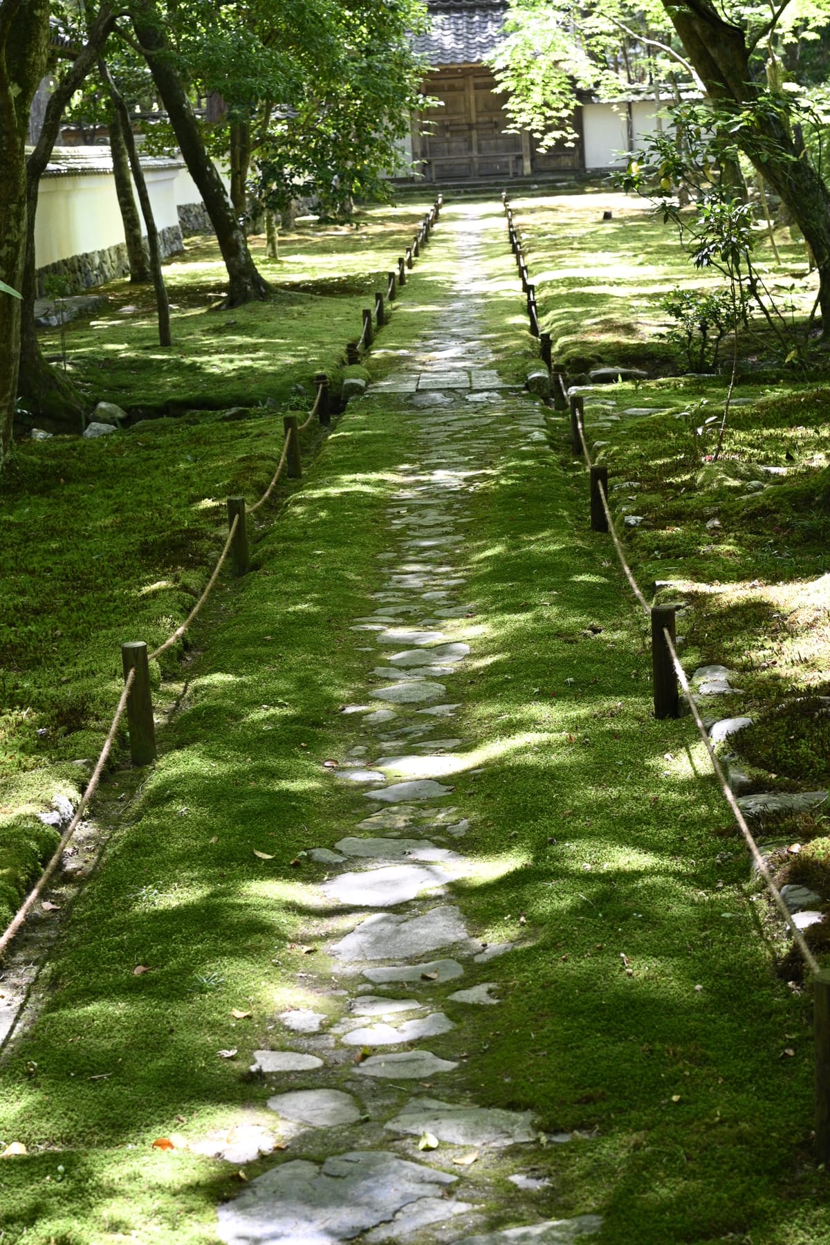 A World of Moss